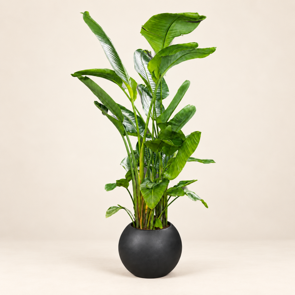 Strelitzia Nicolai – Büyük Boy Cennet Kuşu Bitkisi